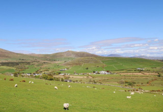 Rolling green hills with grazing sheep near a glamping site under a clear blue sky in the countryside.