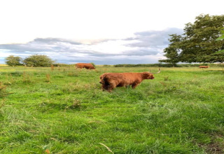 Des vaches Highland paissent sur l’herbe verte à Worm Dale, Royaume-Uni, sous un ciel nuageux et des arbres.
