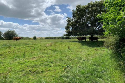 Paysage du Worm Dale, Royaume-Uni, vaches sous un grand arbre et une autre seule dans la prairie.