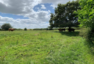 Paysage du Worm Dale, Royaume-Uni, vaches sous un grand arbre et une autre seule dans la prairie.