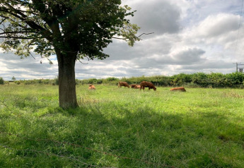 Groen weiland met grazende koeien en een grote boom op de voorgrond bij Worm Dale, Verenigd Koninkrijk.