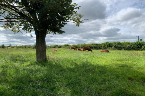 Pré verdoyant avec des vaches, un grand arbre au premier plan à Worm Dale, Royaume-Uni.