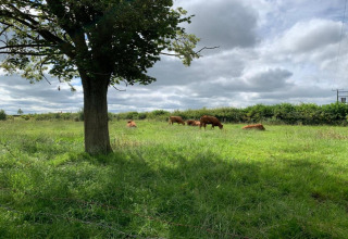 Pré verdoyant avec des vaches, un grand arbre au premier plan à Worm Dale, Royaume-Uni.