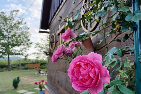 Roze rozen groeien langs de houten muur van chalet Stara Hiža Vlašić met privétuin in Kroatië.