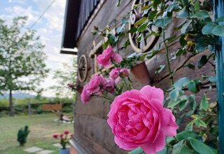 Roze rozen bloeien aan het houten chalet Stara Hiža Vlašić met privé tuin in Kroatië.
