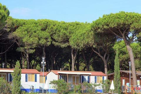 Stacaravan Luna Pineta in Italië, omgeven door hoge pijnbomen en groen, onder een heldere blauwe lucht.