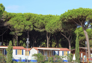 Stacaravan Luna Pineta in Italië, omgeven door hoge pijnbomen en groen, onder een heldere blauwe lucht.