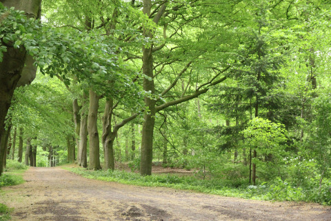 Lush forest path near Holiday home De Vlonder, a peaceful chalet surrounded by greenery in the Netherlands.