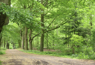 Lush forest path near Holiday home De Vlonder, a peaceful chalet surrounded by greenery in the Netherlands.