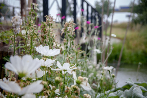 Witte bloemen op de voorgrond met een vage brug bij Holiday home De Vlonder in Nederland.