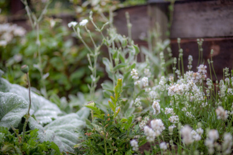 Have med grønne planter og hvide blomster ved Holiday home De Vlonder, chalet i Holland om sommeren.
