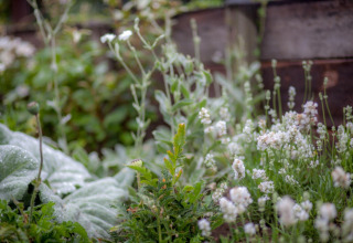 Lush garden with green leaves and white flowers by wooden beds at Holiday home De Vlonder, Netherlands.