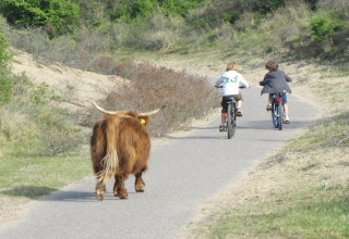 To børn cykler foran en skotsk højlandskvæg på en sti ved stranden ved Beach Houses Zandvoort 2.
