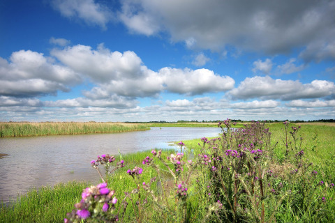 Landskabsfoto fra Watervilla de Blauwe Reiger med vilde blomster, en flod og blå skyet himmel i Holland.