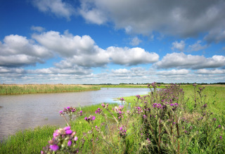 Landskabsfoto fra Watervilla de Blauwe Reiger med vilde blomster, en flod og blå skyet himmel i Holland.