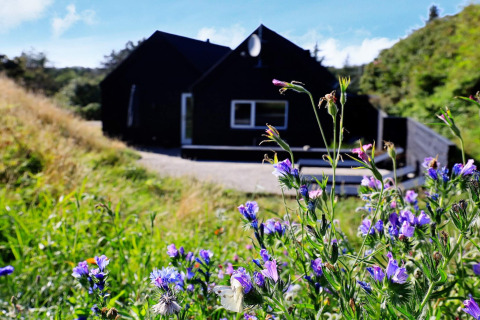 Vakantiewoning in Blokhus, Denemarken, zwart geschilderd met paarse bloemen op de voorgrond op een zonnige dag.