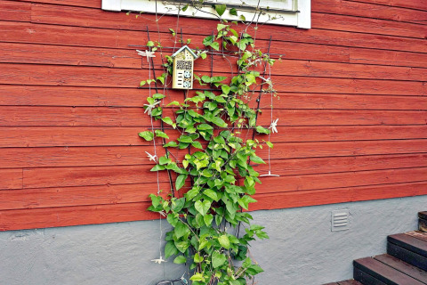 Climbing plant with green leaves grows up a red wooden wall beside steps, Åkersberga, Sweden.