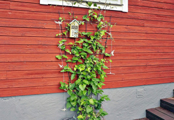 Kletterpflanze mit grünen Blättern wächst an einer roten Holzfassade in Åkersberga, Schweden.