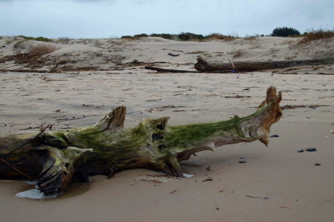 Ein Foto von einer Glamping-Unterkunft zeigt einen großen Treibholzstamm an einem Sandstrand bei bewölktem Himmel.