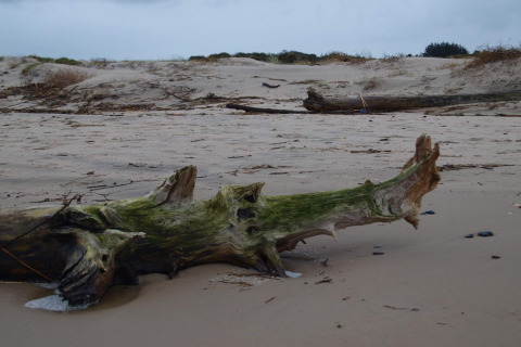 Et foto taget ved en glampingindkvartering, der viser en drivtømmerstamme på en sandstrand under overskyet himmel.