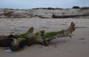 Ein Foto von einer Glamping-Unterkunft zeigt einen großen Treibholzstamm an einem Sandstrand bei bewölktem Himmel.