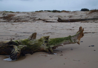 Et foto taget ved en glampingindkvartering, der viser en drivtømmerstamme på en sandstrand under overskyet himmel.