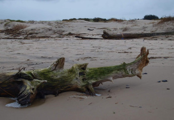 Et foto taget ved en glampingindkvartering, der viser en drivtømmerstamme på en sandstrand under overskyet himmel.