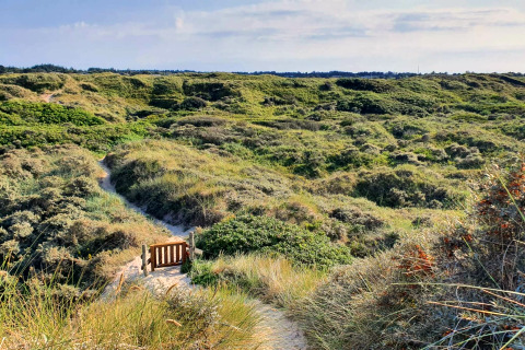 Blick auf einen Sandweg durch grüne Dünenlandschaft, aufgenommen von einer Glamping-Unterkunft aus.