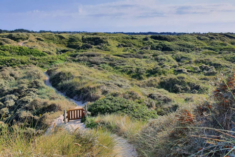Udsigt over en sandsti gennem grønne klitter, fotograferet fra et glampingsted under blå himmel.