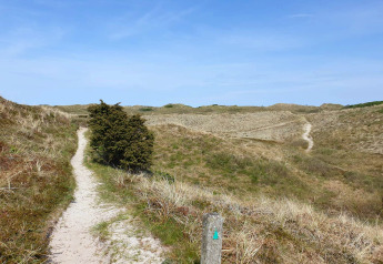 Sandiger Wanderweg durch Dünenlandschaft bei Bindslev, Dänemark, an einem sonnigen Tag.