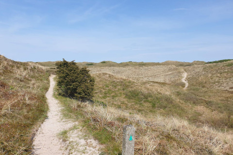 Sandiger Wanderweg durch Dünenlandschaft bei Bindslev, Dänemark, an einem sonnigen Tag.