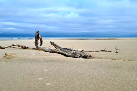Treibholz liegt auf einem ruhigen Sandstrand mit bewölktem Himmel bei einer Glamping-Unterkunft.