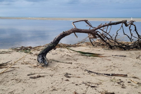 Et drivtømmerstykke på en sandstrand med roligt vand og åbent himmel taget ved en glamping destination.