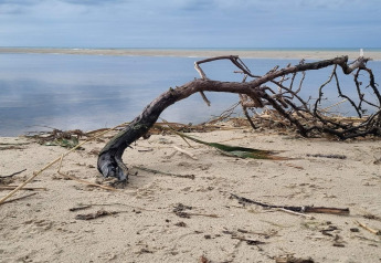A piece of driftwood on sandy beach with calm water and open sky, photographed at a glamping accommodation.