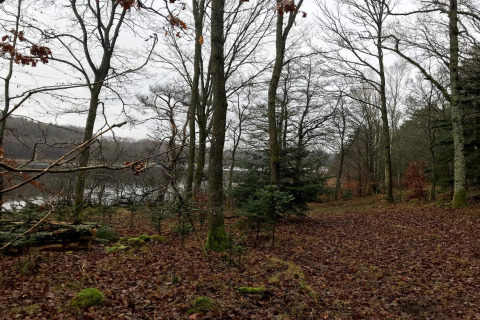Herfstbos bij een meer met kale bomen en bladeren op de grond, gefotografeerd nabij een lodge.