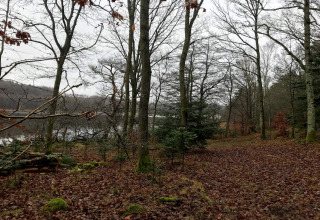 Herfstbos bij een meer met kale bomen en bladeren op de grond, gefotografeerd nabij een lodge.
