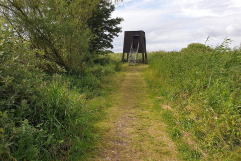 Sentier herbeux menant à une cabane d'observation entourée de verdure et d'herbes hautes sous un ciel nuageux.