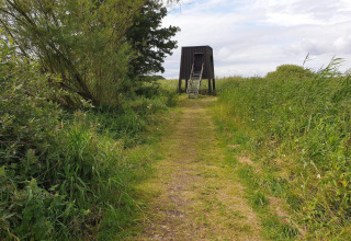 Sentier herbeux menant à une cabane d'observation entourée de verdure et d'herbes hautes sous un ciel nuageux.