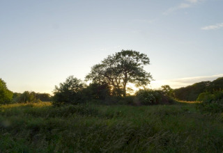 Coucher de soleil derrière des arbres et une prairie près d'un lodge, ambiance paisible, ciel dégagé.