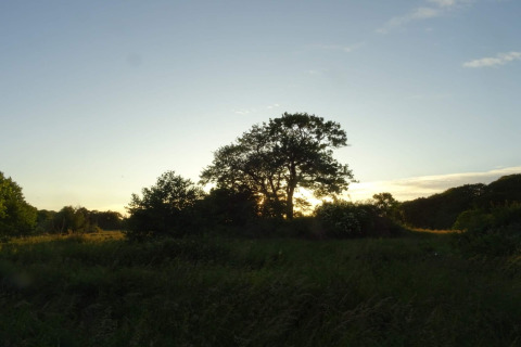 Coucher de soleil derrière des arbres et une prairie près d'un lodge, ambiance paisible, ciel dégagé.