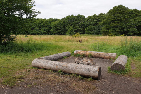 Kampvuurplek met grote boomstammen als zitplaatsen op een open grasveld, omringd door bomen.