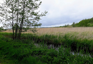 Foto genomen vanuit een lodge met uitzicht op een grasveld, boom, hoog riet en een vijver onder bewolkte lucht.