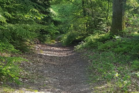 Waldweg beim 8-Personen-Ferienhaus in Ebeltoft, Dänemark, umgeben von grünen Bäumen und Natur.