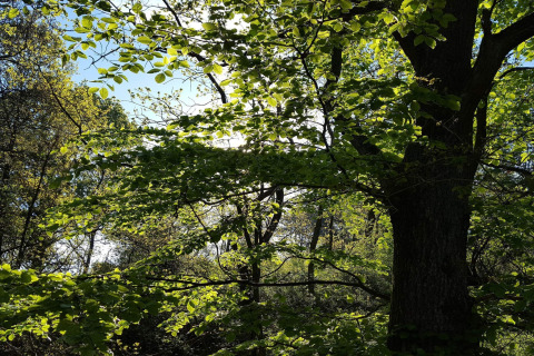 Sonnenlicht durch grüne Blätter in der Natur beim 8-Personen-Ferienhaus in Ebeltoft, Dänemark.
