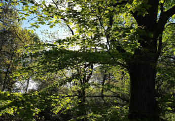 Sonnenlicht durch grüne Blätter in der Natur beim 8-Personen-Ferienhaus in Ebeltoft, Dänemark.