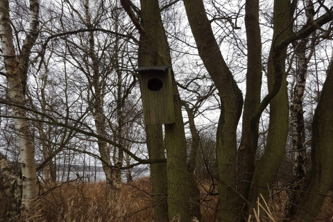 Een houten vogelhuisje aan een boom, omringd door kale bomen en dor gras in een bosachtige omgeving.