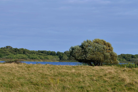 Paysage naturel près d’un lodge avec prairie, arbre isolé, lac bleu et forêt à l’horizon sous ciel bleu.