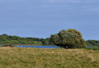 Landschap bij een lodge met grasveld, alleenstaande boom, blauw meer en bos in de achtergrond.