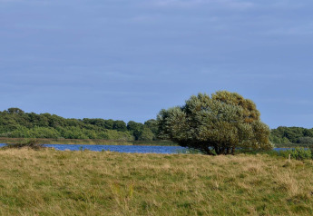 Landschap bij een lodge met grasveld, alleenstaande boom, blauw meer en bos in de achtergrond.