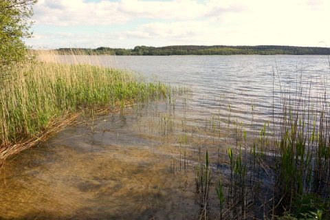 Vue d’un lac paisible bordé de roseaux et de verdure, photographiée depuis un lodge en pleine nature.